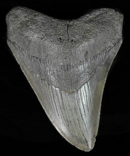Bargain, Fossil Megalodon Tooth - Georgia #60892